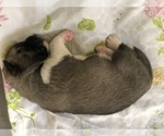 Small Photo #6 Sharberian Husky-Unknown Mix Puppy For Sale in ALEXANDRIA, IN, USA