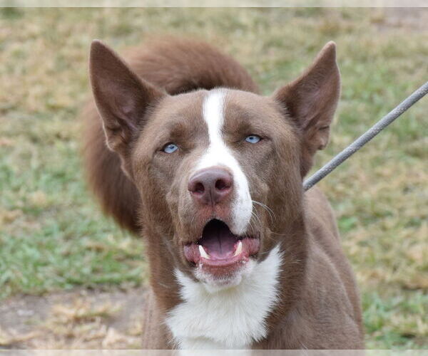 Medium Photo #2 Akita-Huskies  Mix Puppy For Sale in Anniston, AL, USA