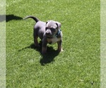Puppy Puppy 1 Grey American Bully