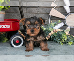 Puppy Banjo Yorkshire Terrier