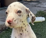 Small #2 Dalmatian