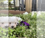 Small #5 Maltese