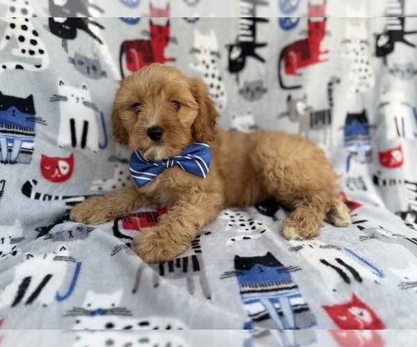 Medium Photo #6 Cavapoo (Miniature) Puppy For Sale in LAKELAND, FL, USA