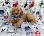 Small #5 Cavapoo (Miniature)