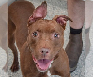 American Staffordshire Terrier-Boxer Mix Dogs for adoption in Huntley, IL, USA