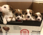 Small Photo #19 Jack Russell Terrier Puppy For Sale in CHANTILLY, VA, USA