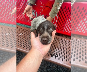 Wirehaired Pointing Griffon Puppy for sale in DAYTON, TX, USA