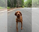 Small #10 Vizsla