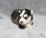 Small Photo #32 Pomsky Puppy For Sale in RAMONA, CA, USA