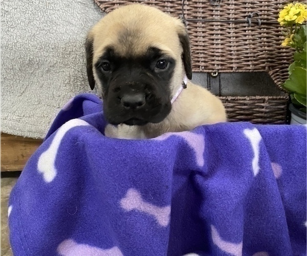 Medium Photo #1 Mastiff Puppy For Sale in BRUCETON MILLS, WV, USA
