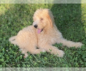 Labradoodle Puppy for sale in CANON, GA, USA