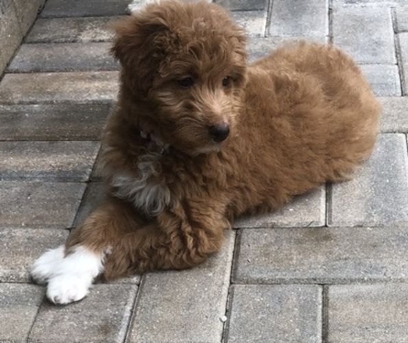 View Ad: Aussie-Poo-Miniature Australian Shepherd Mix Puppy For Sale In Greece