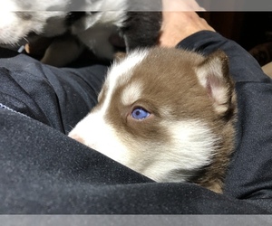 Siberian Husky Puppy for sale in SILVERWOOD, MI, USA
