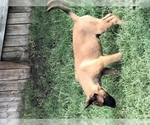 Small Photo #12 Belgian Malinois Puppy For Sale in HARKER HEIGHTS, TX, USA