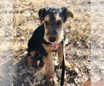 Small #1 Airedale Terrier