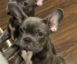 Puppy CLYDE French Bulldog