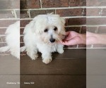 Small #1 Shih-Poo