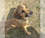 Small #5 Labrador Retriever Mix