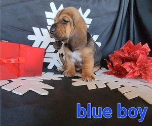 Basset Hound Puppy for Sale in TROY, Missouri USA