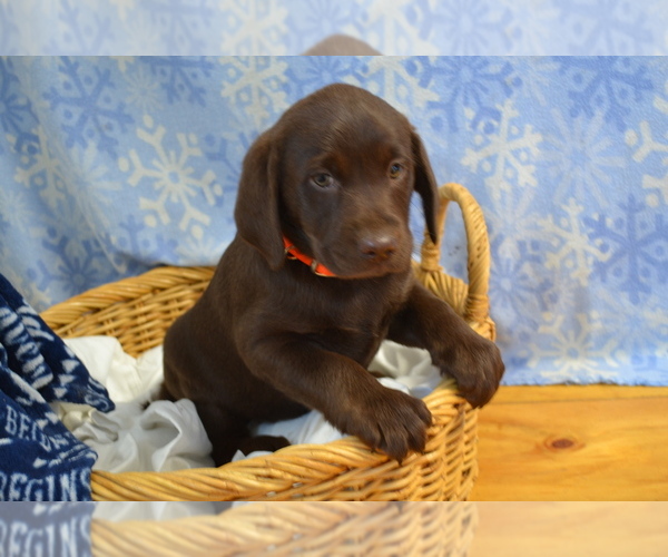 Medium Photo #6 Labrador Retriever Puppy For Sale in GREENWOOD, WI, USA