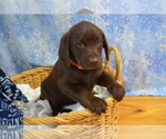 Small #5 Labrador Retriever