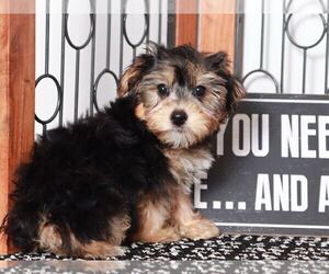 Yo-Chon Puppy for sale in NAPLES, FL, USA