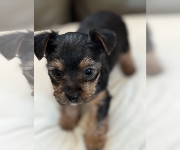 Medium Photo #3 Yorkshire Terrier Puppy For Sale in GILBERT, AZ, USA