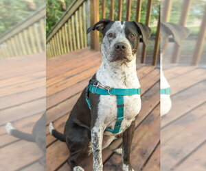 Cosma - Female Pointer-Unknown Mix Dog for Adoption - Photo #10