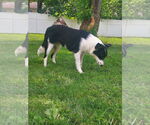 Small #2 Border Collie Mix