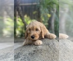Puppy Hank Goldendoodle