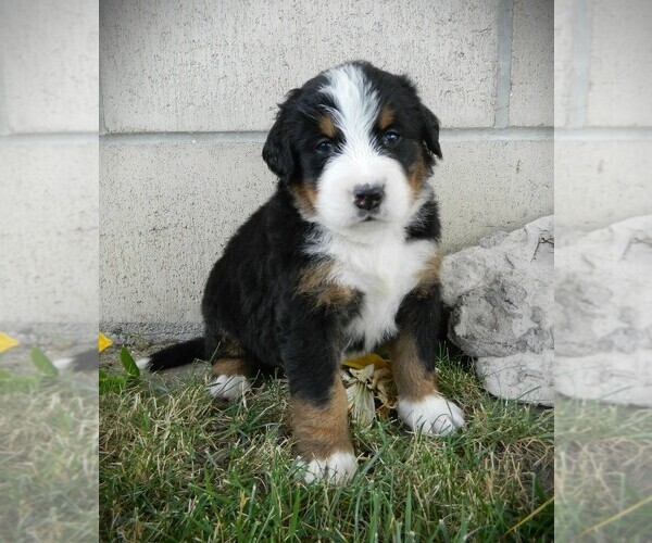 Medium Photo #13 Bernese Mountain Dog Puppy For Sale in CLARE, MI, USA