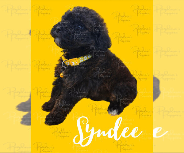 Medium Photo #5 Portuguese Water Dog Puppy For Sale in POWDER SPRINGS, GA, USA
