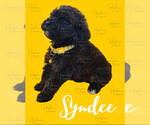 Puppy 3 Portuguese Water Dog