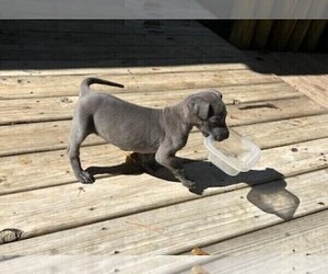Great Dane Puppy for Sale in TALLAHASSEE, Florida USA