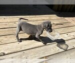 Small Photo #1 Great Dane Puppy For Sale in TALLAHASSEE, FL, USA