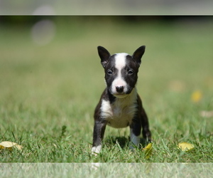Miniature Bull Terrier Puppy for Sale in Kiskoros, Bacs-Kiskun Hungary