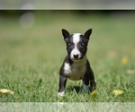 Puppy 1 Miniature Bull Terrier
