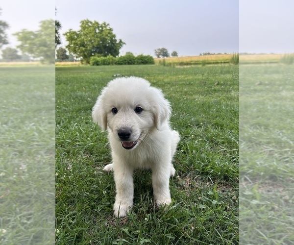 Medium Photo #4 Great Pyrenees Puppy For Sale in MARSHVILLE, NC, USA