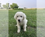 Small #3 Great Pyrenees