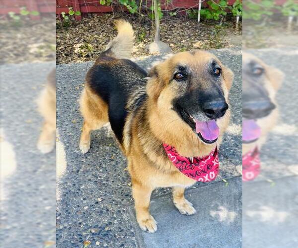 Medium Photo #2 German Shepherd Dog Puppy For Sale in Santa Barbara, CA, USA