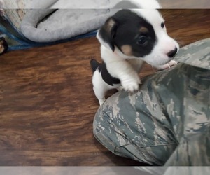 Cojack Puppy for sale in KNOB NOSTER, MO, USA