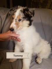 Collie Puppy for sale in BRIGHTON, IL, USA