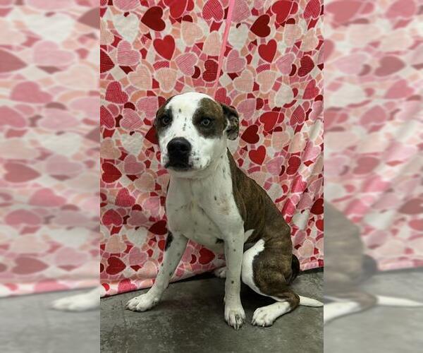 Medium Photo #1 Staffordshire Bull Terrier-Unknown Mix Puppy For Sale in Rosenberg, TX, USA