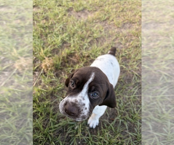 Medium Photo #15 German Shorthaired Pointer Puppy For Sale in CAMDEN, SC, USA