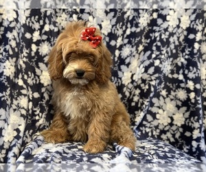 Cock-A-Poo Puppy for sale in LAKELAND, FL, USA