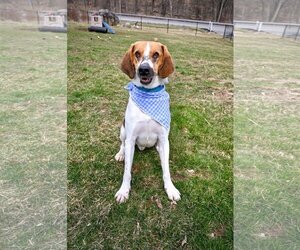 Treeing Walker Coonhound-Unknown Mix Dogs for adoption in Chester, NJ, USA