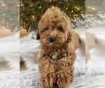 Small Photo #2 Cockapoo Puppy For Sale in ANTWERP, NY, USA