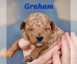 Puppy Graham Poodle (Miniature)