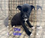 Small Photo #1 American Pit Bull Terrier-Unknown Mix Puppy For Sale in Jackson Township, NJ, USA