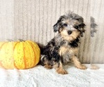 Whistles - Male Bernedoodle (Miniature) (+ Poodle Miniature) Puppy for Sale - Photo #2